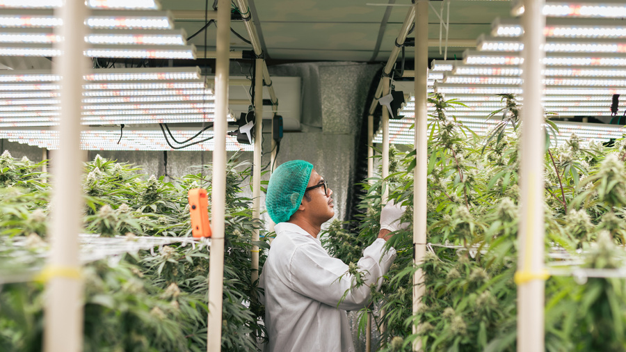 Professional cannabis cultivation specialist in lab coat examining plants in growing facility