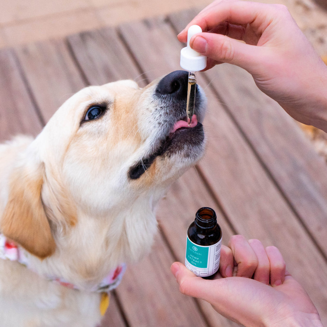 A dog being administered 1200mg CBD oil for pets